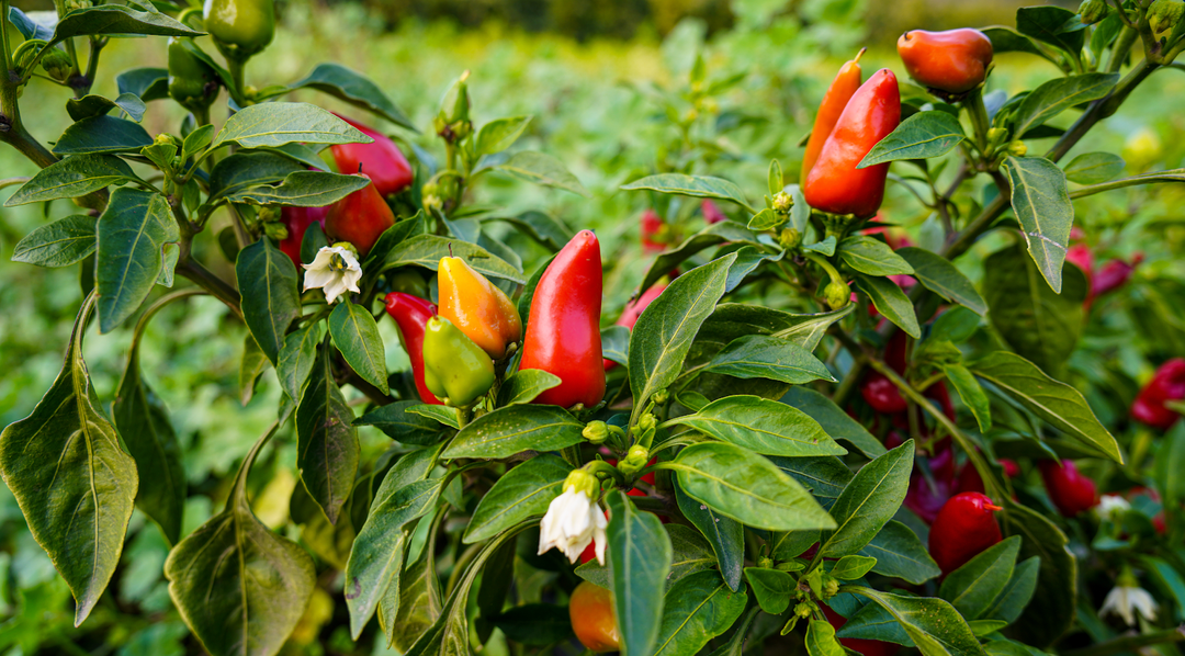 Fresno Chili Powder