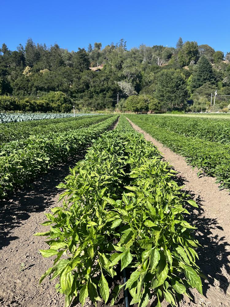 Fresno Chili Powder