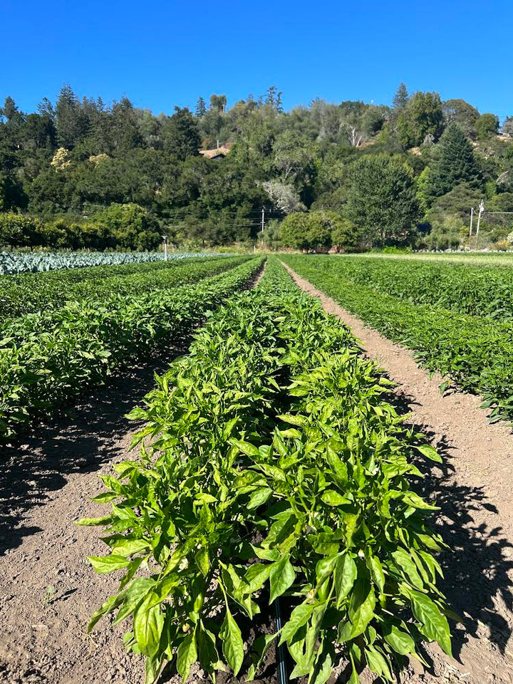 Fresno Chili Powder