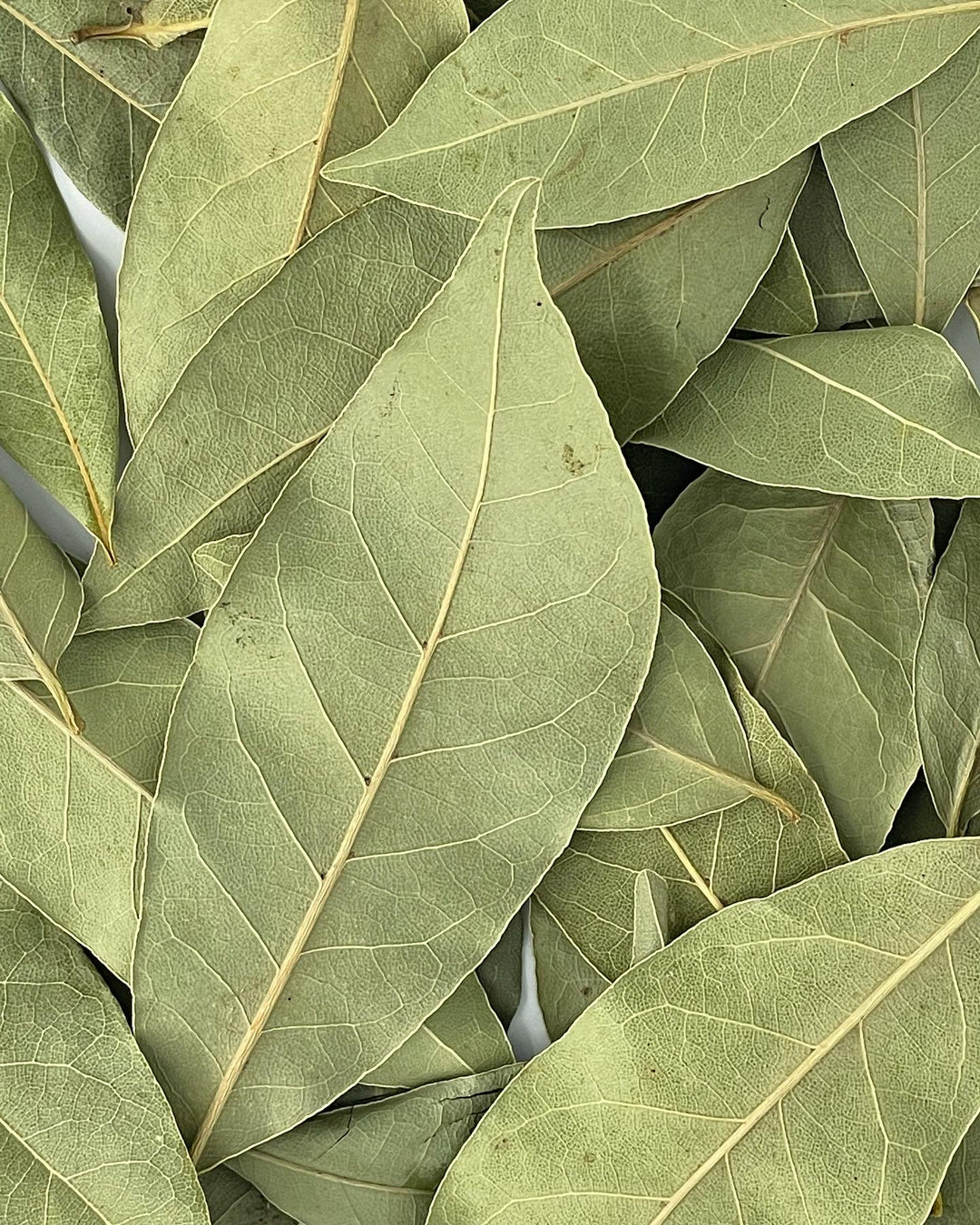 Bay Leaf